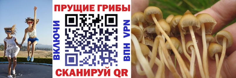 купить  цена  Красный Сулин  Псилоцибиновые грибы Magic Shrooms 